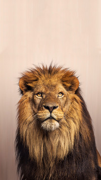 Why is it said that lions are animal kings