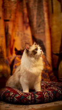 Cat world fighter