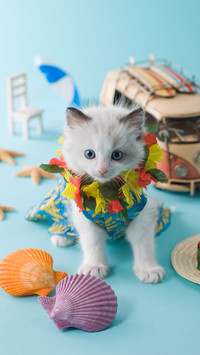 通过肢体语言了解猫