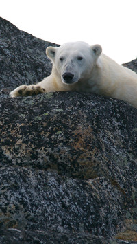 Lovely Polar Bear (5)