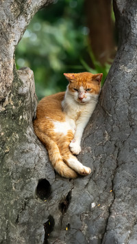 A mustread before adopting a stray cat
