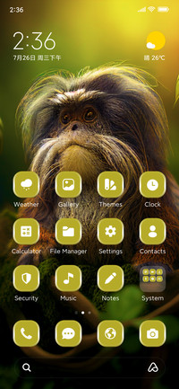Tamarin Monkey