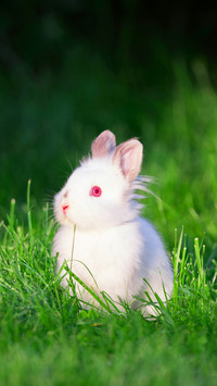 Little funny white rabbit on lawn grass