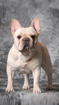 Common ear diseases in dogs 6