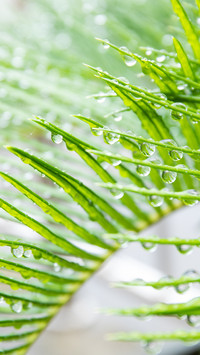 Iron tree leaves with raindrops
