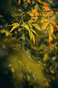 Motion Blur