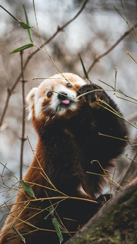 小熊猫到底是啥来头？