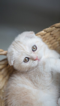 Real life bald cats 7