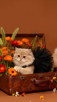 猫栖花境
