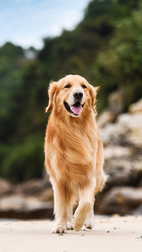 Which dogs can accompany you for longdistance running 2