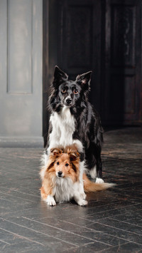 Two dogs in a black room. Vintage dark interior