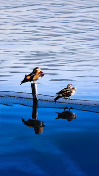 The clear water leaves a graceful figure mandarin ducks