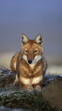 Shameless animals than hyenas 06