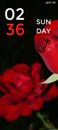 Roses