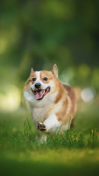 柯基犬价格昂贵的原因