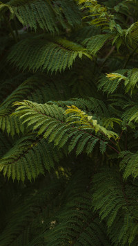 Fern leaves