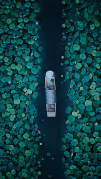 Metaphor of moonlight in lotus pond 78