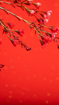 Red plum blossoms proudly in the snow, leaving an elegant ch
