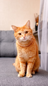 闪光灯对猫咪的伤害