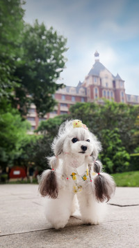 The key points of raising a poodle