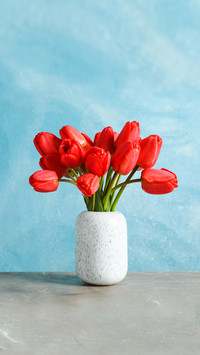 Vase of red tulips on table, blue background