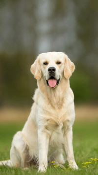Dog364
