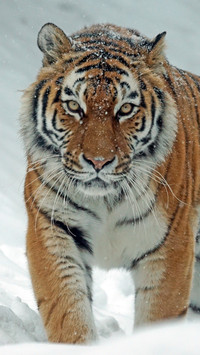 113300_1440x2560.jpg