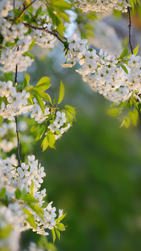 Flowers and plants