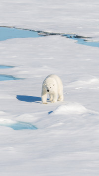 Polar Bear on the Pack Ice