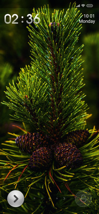 Pine si