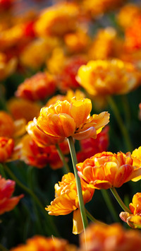 The tulips are blooming