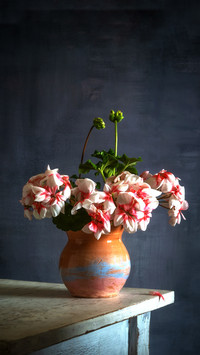 Bouquet of flowering geraniums in a ceramic vase