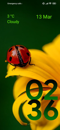 sunflower bug