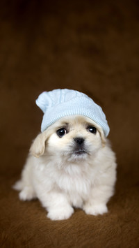 Puppy love