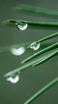 Pine needle dewdrops