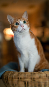 A curious orange and white cat