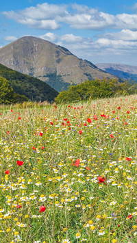 Summer flowers and plants