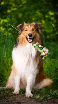 牧羊犬为什么会牧羊