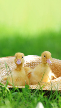 Cute duck-02