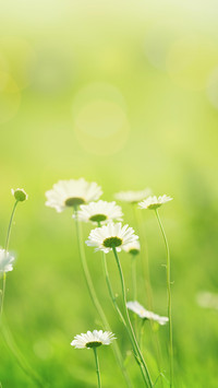 二十四节气之立夏