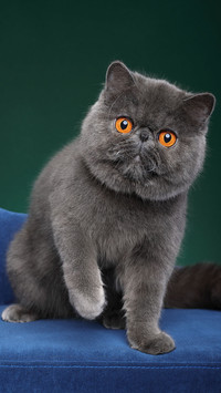 大脸加菲猫
