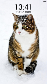 雪地里的猫咪