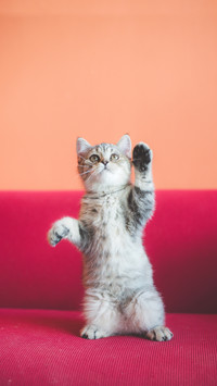 Cat standing with two feet and wave to camera