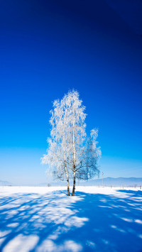 踏雪寻梅-拍信图库
