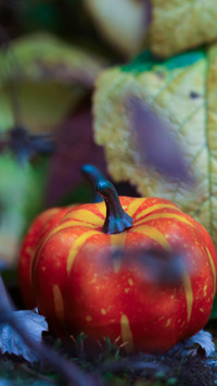 halloween (9)