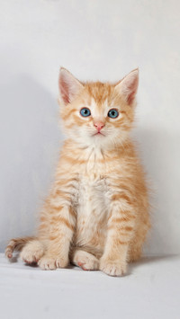 新手猫奴适合养什么猫