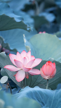 红莲如火开满池