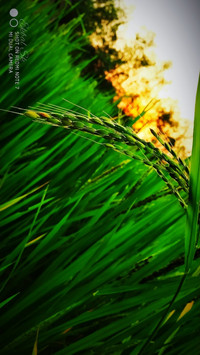 Green Rice Of Gold Wallpaper