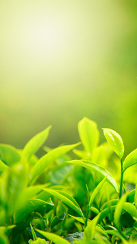 茶文化-锐景创意