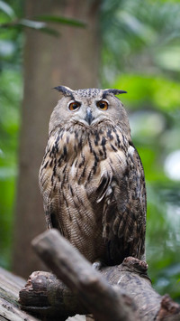 Owl in Tree